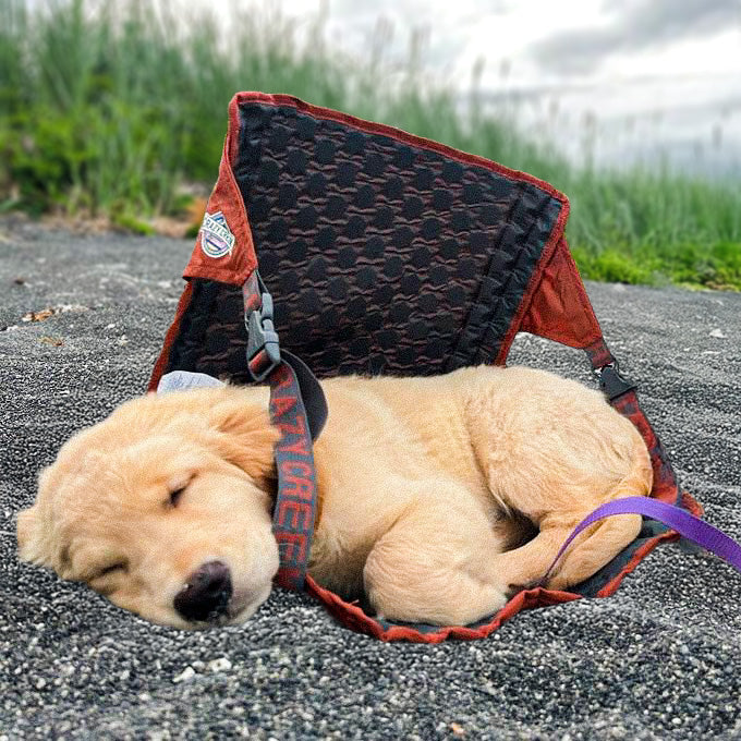 Cute dog sleeping in a Crazy Creek Chair