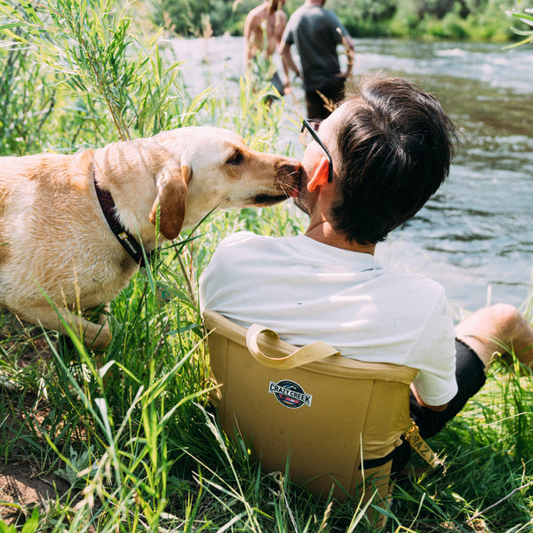 Cute golden dog licking their owners face
